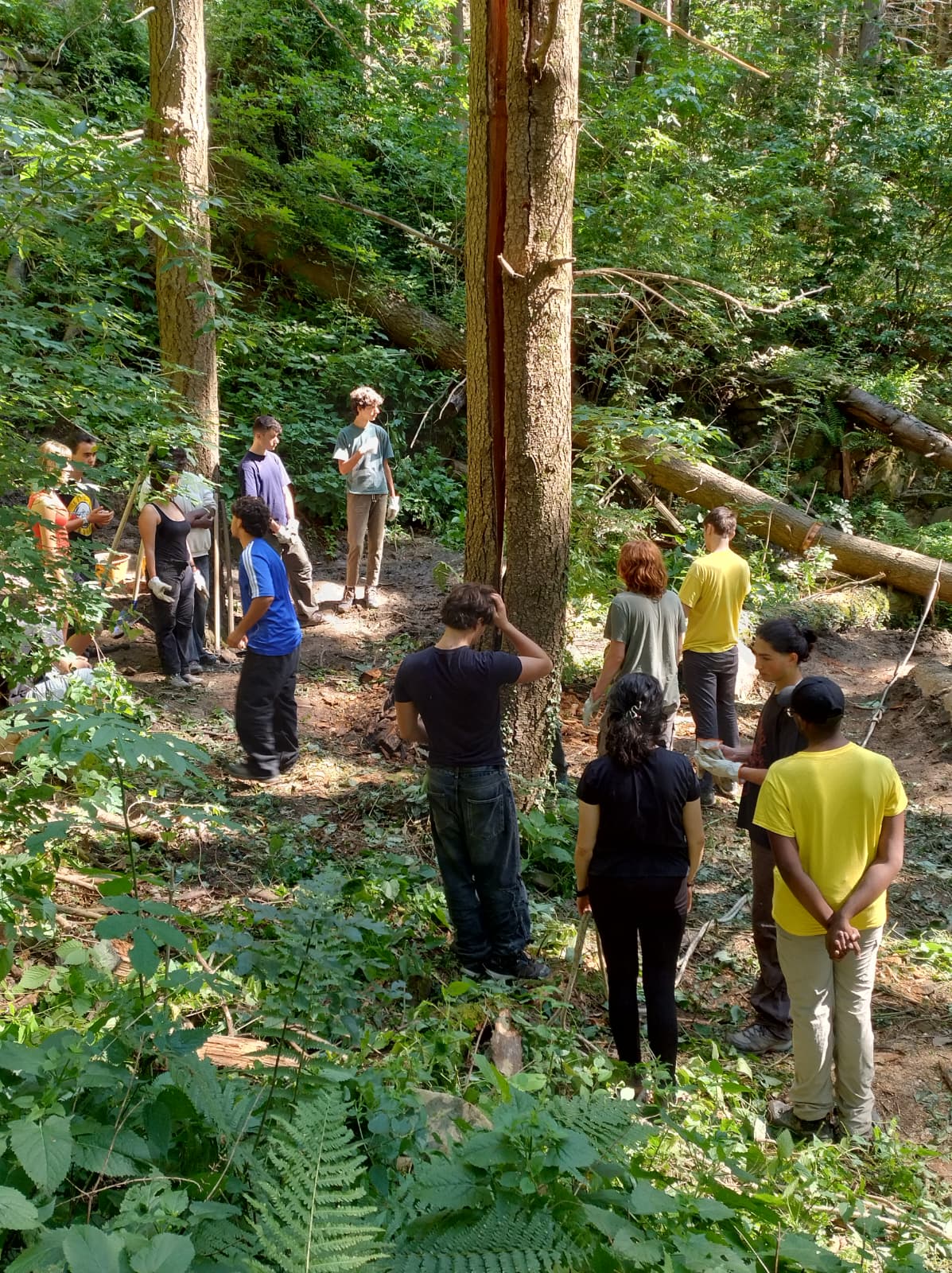 Forest conservation volunteers