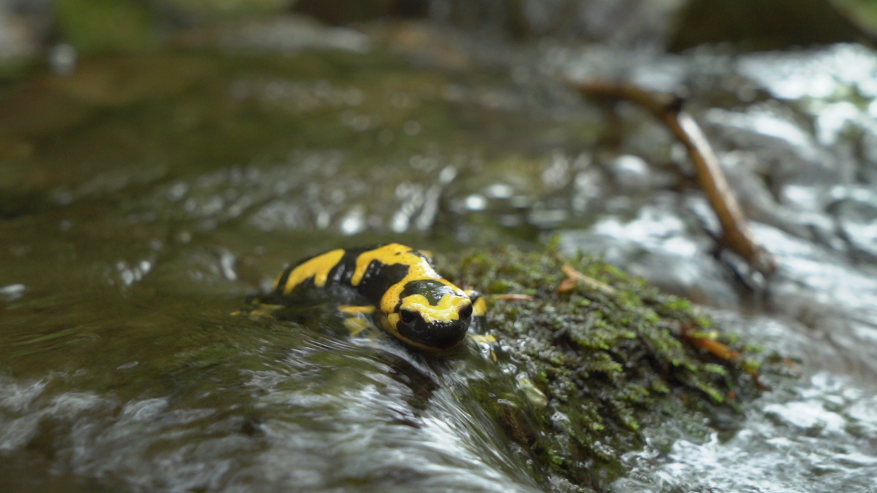 Fire salamander in a stream