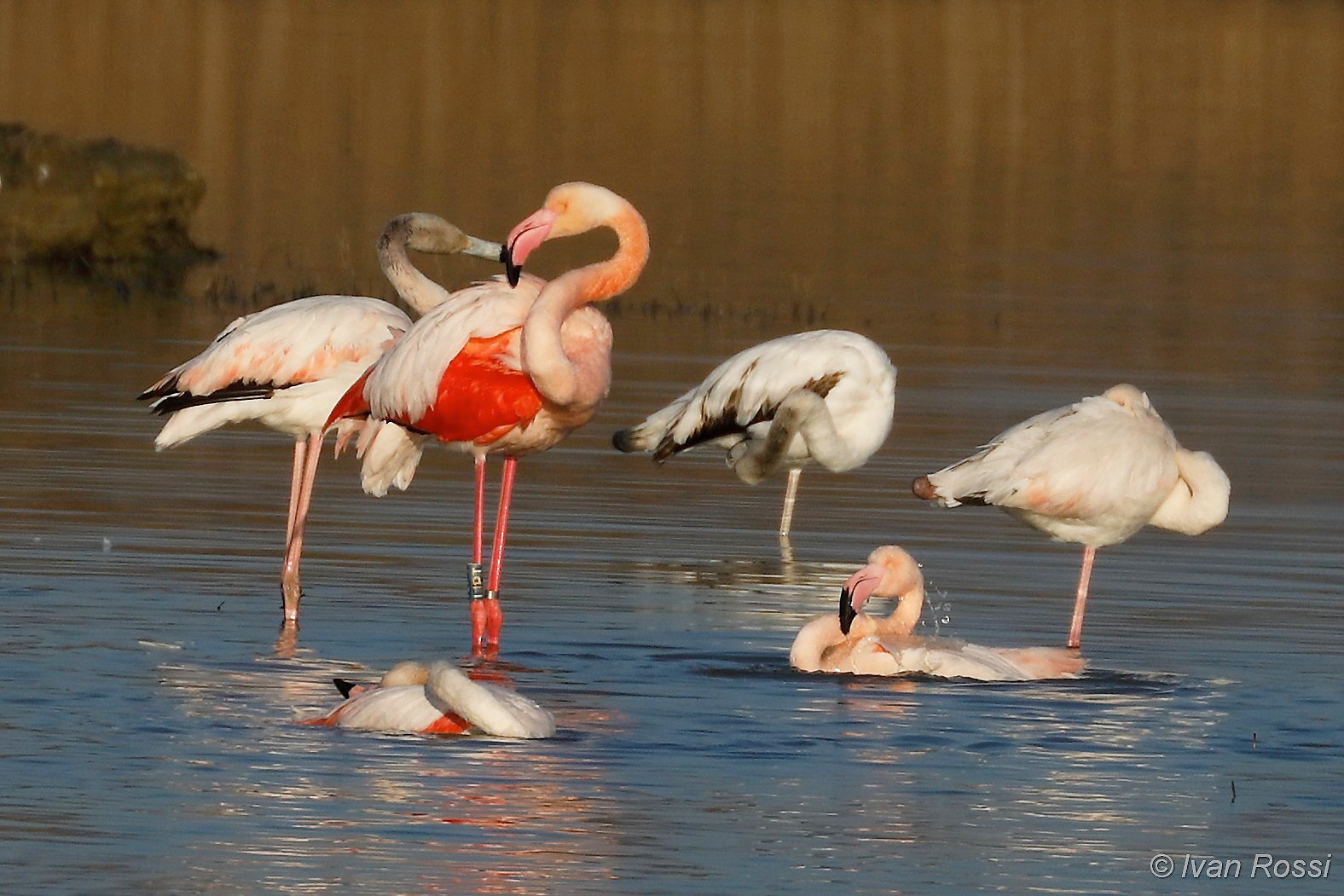 Flamingos in a Tuscan wetland, credit Ivan Rossi