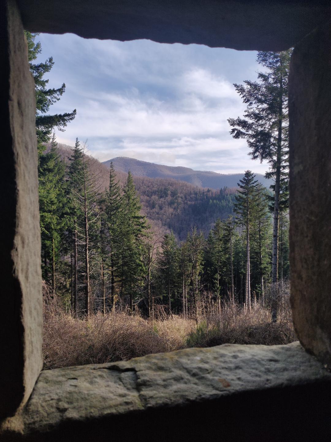 Forest view over the Tuscan hills